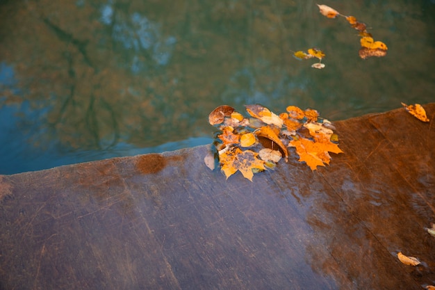 Folhagem colorida flutuando na água escura da queda com o reflexo das árvores. Outubro.
