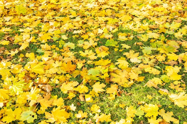 Folhagem colorida no parque Amarelo deixa o fundo natural Conceito de outono