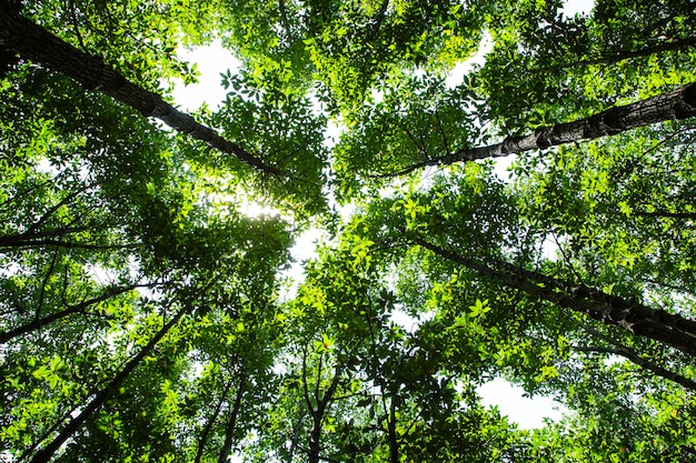 Folhagem da árvore da floresta verde no sol de verão brilhando através das folhas, textura natural da lona.