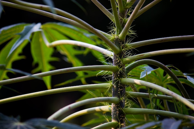 Folhagem da floresta tropical arbustos samambaias folhas verdes filodendros e plantas tropicais leav