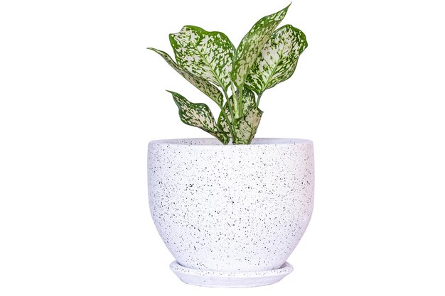 Folhagem de Aglaonema Primavera Neve Chinesa Evergreen Folha tropical exótica isolada em fundo branco com caminho de recorte