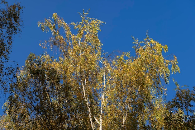 Folhagem de árvore de bétula colorida no outono