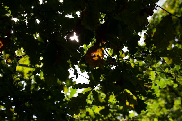 Folhagem de árvores no parque na temporada de outono