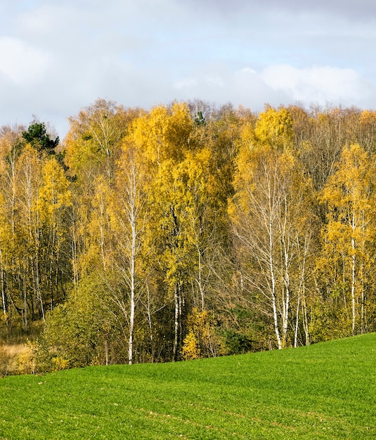 Folhagem de bétula