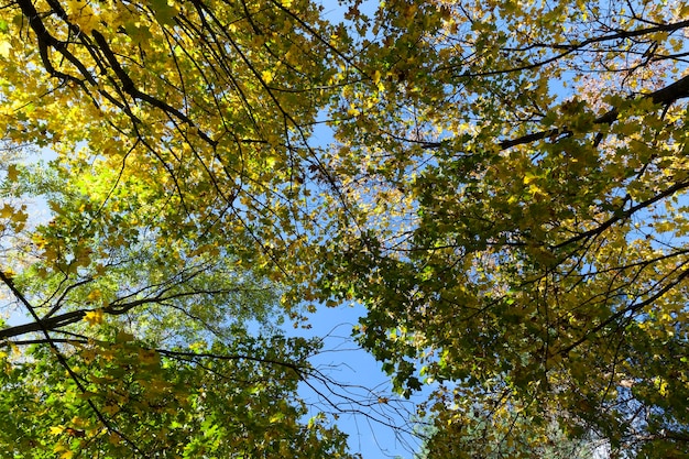 Folhagem de bordo amarelada em árvores na temporada de outono