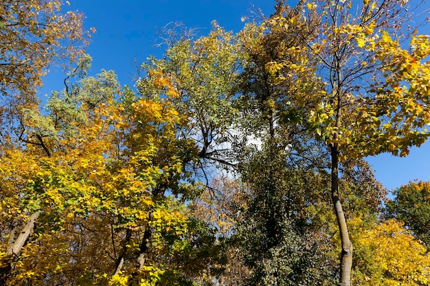 Folhagem de bordo amarelada em árvores na temporada de outono