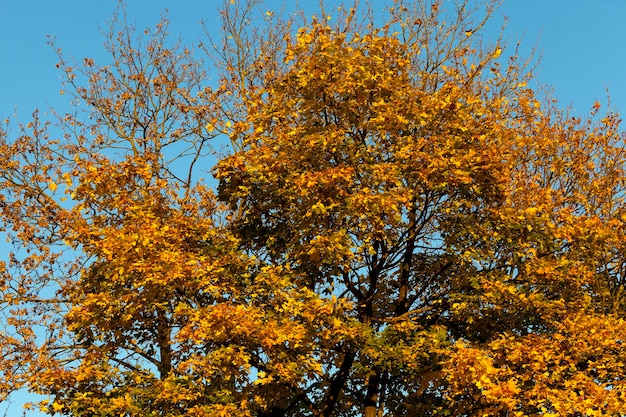 Folhagem de bordo amarelada em árvores na temporada de outono