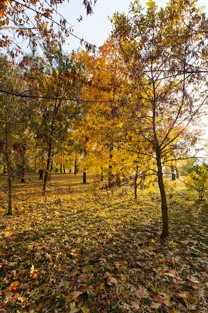 Folhagem de bordo em queda de folhas de outono, bordo com mudança de folha avermelhada de perto, bela natureza com árvore de bordo selvagem