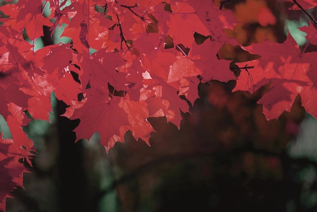 folhagem de bordo vermelho