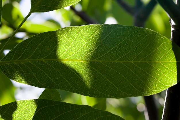 Folhagem de noz verde iluminada pela luz solar