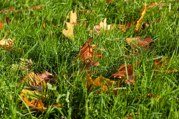 Folhagem de outono caída de árvores na grama verde