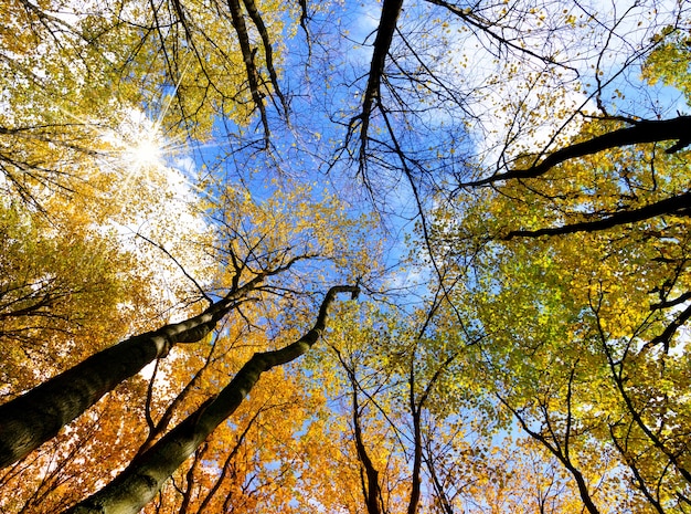 Folhagem de outono colorida no fundo do céu azul