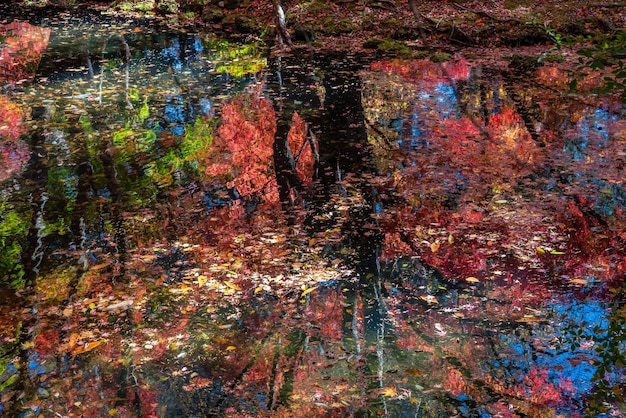 Foto folhagem de outono colorida refletindo na superfície em um dia ensolarado em kumobaike pond karuizawa, japão