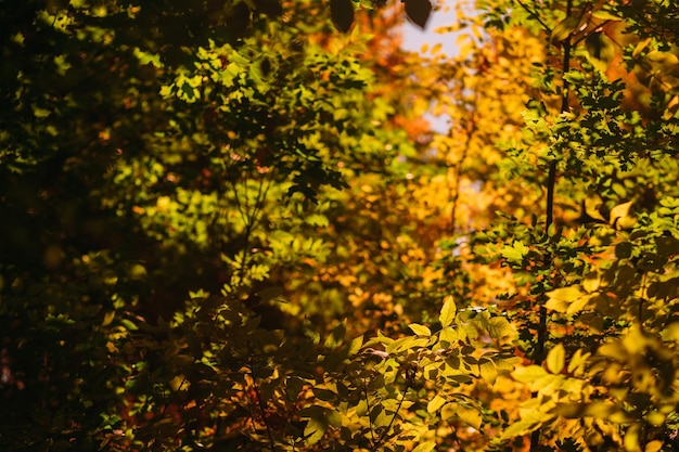 Folhagem de outono Árvores com folhas verdes e amarelas Queda de fundo floral natural