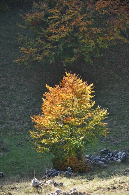 Folhagem de outono