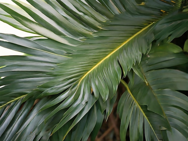 folhagem de palmeira folha natureza fundo