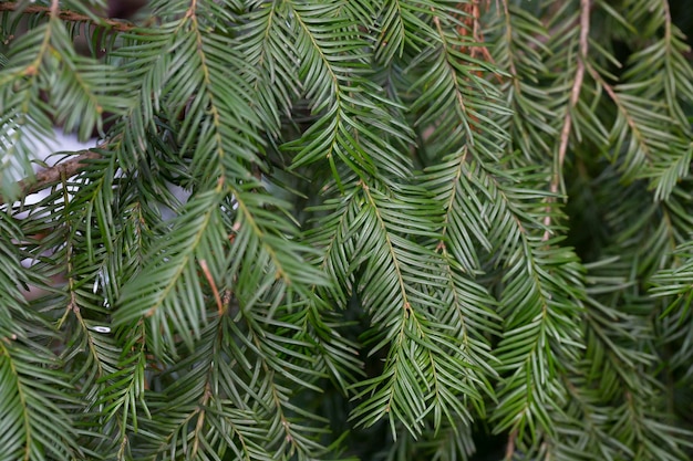 Folhagem de primavera e botões de flores do pinheiro de cauda da vaca conífera ou ameixa japonesa teixo Cephalotaxus harringtonia var drupacea em um jardim da floresta