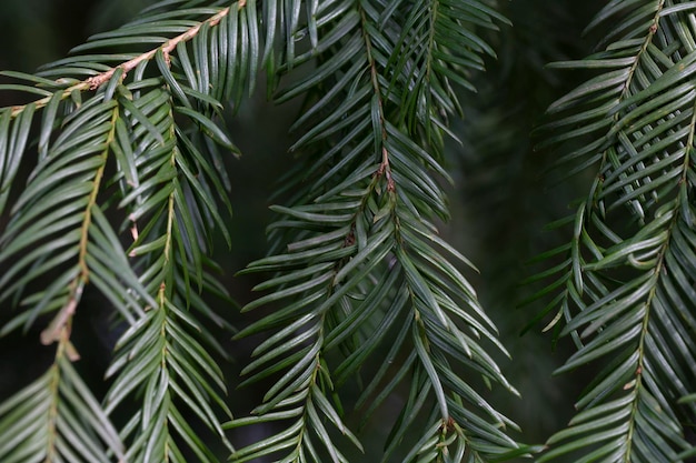 Folhagem de primavera e botões de flores do pinheiro de cauda da vaca conífera ou ameixa japonesa teixo Cephalotaxus harringtonia