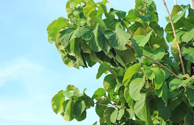 Folhagem de teca contra o céu azul na tailândia