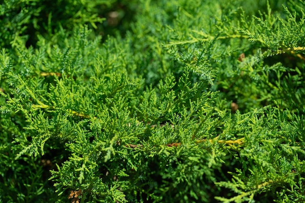 folhagem densa e ramos de thuja, um padrão de planta para o fundo