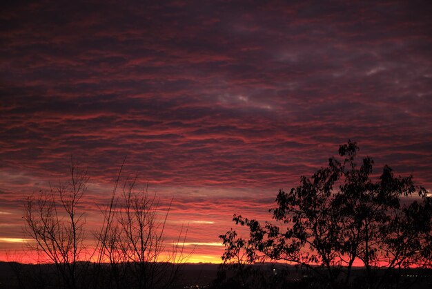 Folhagem escura de pequenas árvores e arbustos contra o céu colorido brilhante do pôr do sol com nuvens vívidas iluminadas com luz do sol poente.