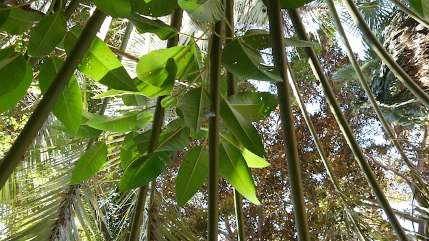 Folhagem exuberante da floresta tropical da selva ou palmeira exótica da floresta amazônica