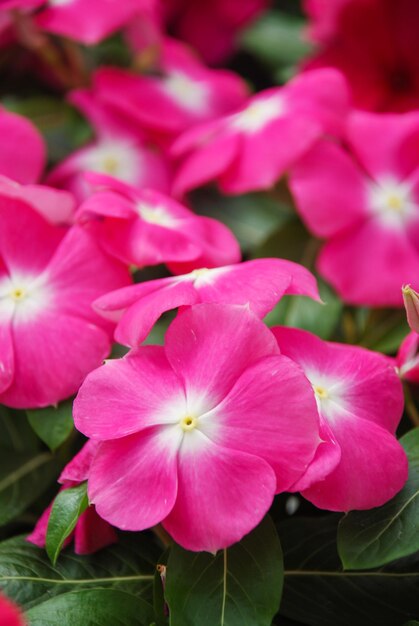 Folhagem flores vinca rosa flores vinca Madagascar pervinca em vaso vinca