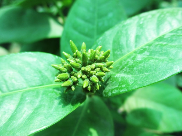 folhagem, folhas verdes, frutas e flores