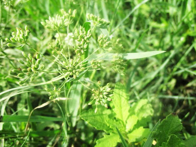 folhagem, folhas verdes, frutas e flores