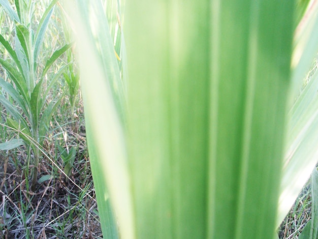 Folhagem, folhas verdes, frutas e flores