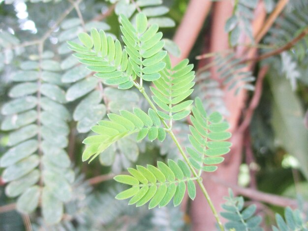 Folhas verdes da planta sensível, planta sonolenta (mimosa pudica) no fundo  verde e roxo, mostrando o significado de tímido