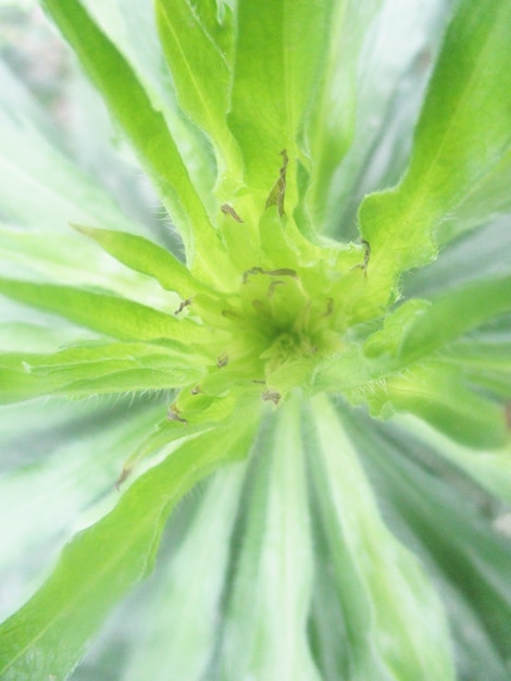 Foto folhagem, folhas verdes, frutas e flores