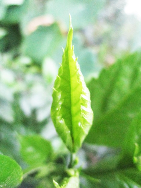 Foto folhagem, folhas verdes, frutas e flores