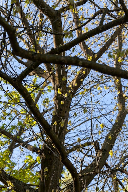 Folhagem jovem de bordo verde na primavera