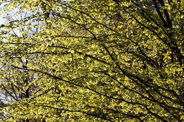 Folhagem jovem de vidoeiro verde na primavera