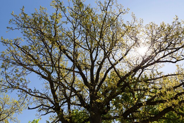 Folhagem jovem em uma árvore na primavera, o início do aquecimento