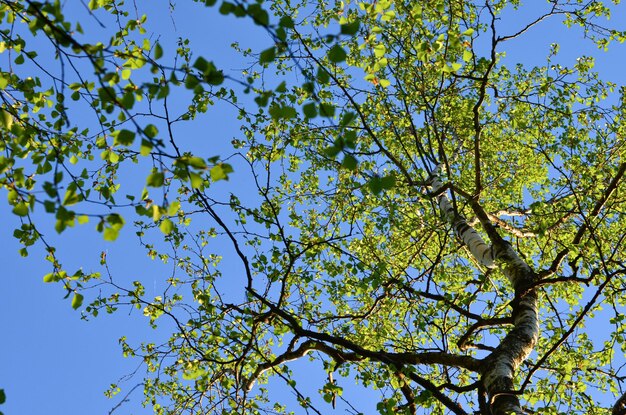 Folhagem jovem verde e ramos de bétula contra o céu azul primavera primavera