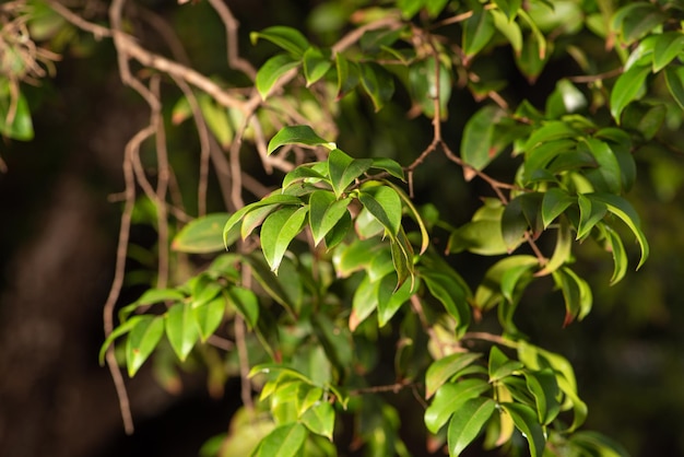 Folhagem linda folhagem encontrada em um foco seletivo de jardim