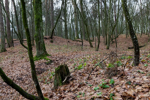 folhagem na floresta de bordo