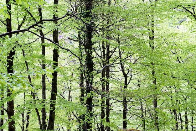 Folhagem na floresta no interior da França