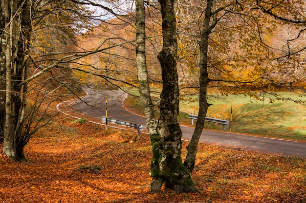 Folhagem no parque nacional de Monti Simbruini, Lazio, Itália.