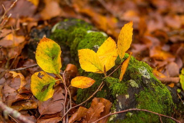 Foto folhagem no parque nacional monti simbruini lazio itália cores do outono em madeira de faia faias com folhas amarelas