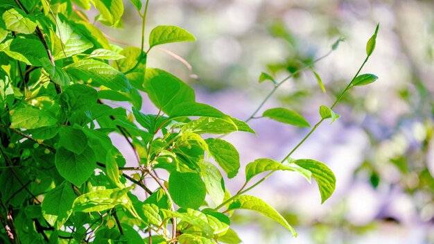 Folhagem suavemente verde de capim-limão chinês Liana com folhas na primavera