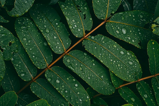 Foto folhagem tropical com gotas de água fundo verde escuro da natureza