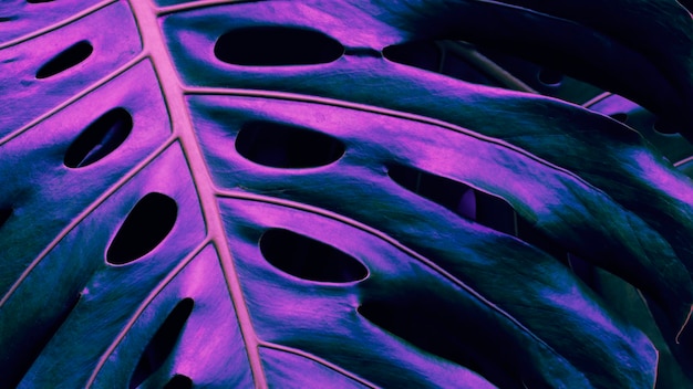 Foto folhagem tropical fechada da planta monstera em tons de azul e roxo