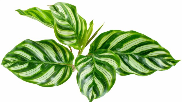 Foto folhagem tropical isolada em fundo branco pinstripe calathea folhas de calathea pinstripped