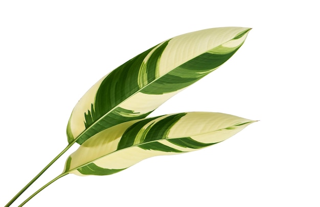 Folhagem variegada de Heliconia, folha tropical exótica isolada em fundo branco, com traçado de recorte