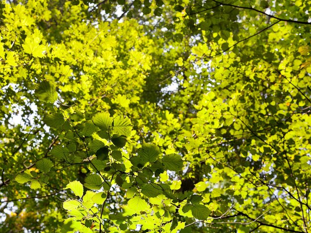 Folhagem verde à luz do sol