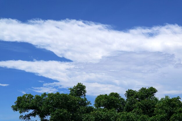 Folhagem verde contra nuvens brancas e céu azul em um dia ensolarado