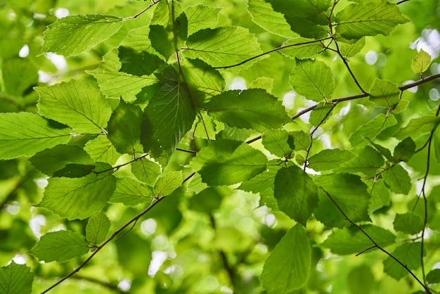 Foto folhagem verde de árvores closeup fundo natural